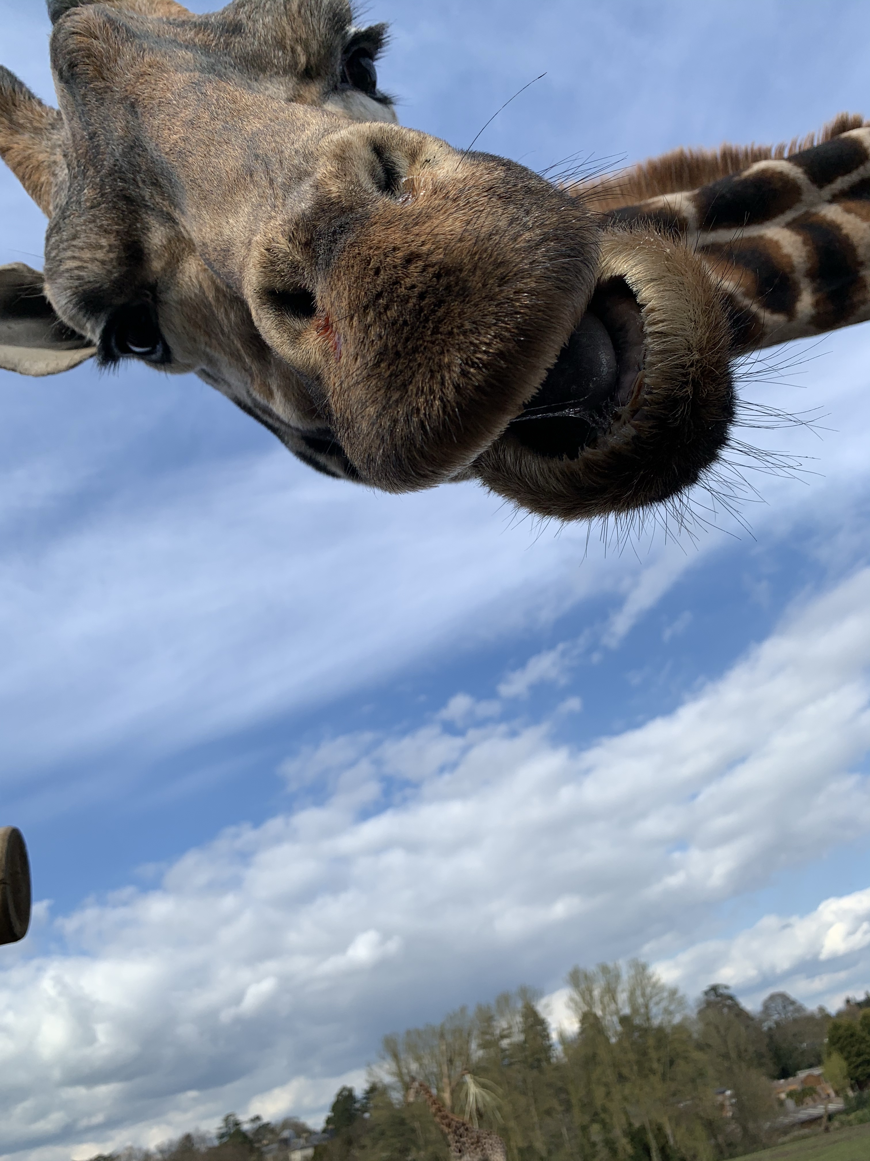 west midlands safari park virtual reality ride