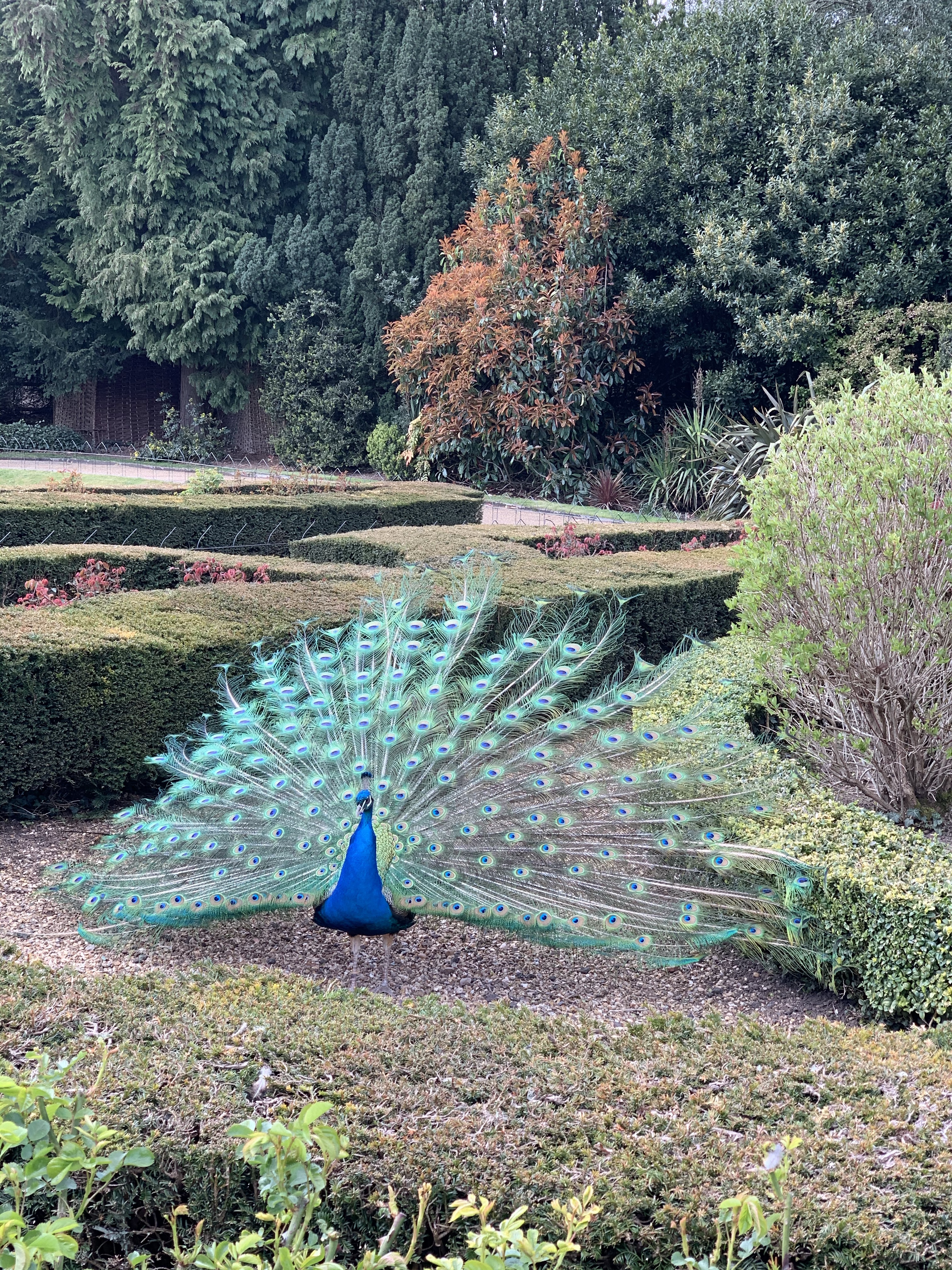 Zog Trail Warwick Castle