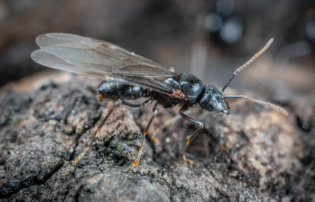 Prevent pests from entering your home