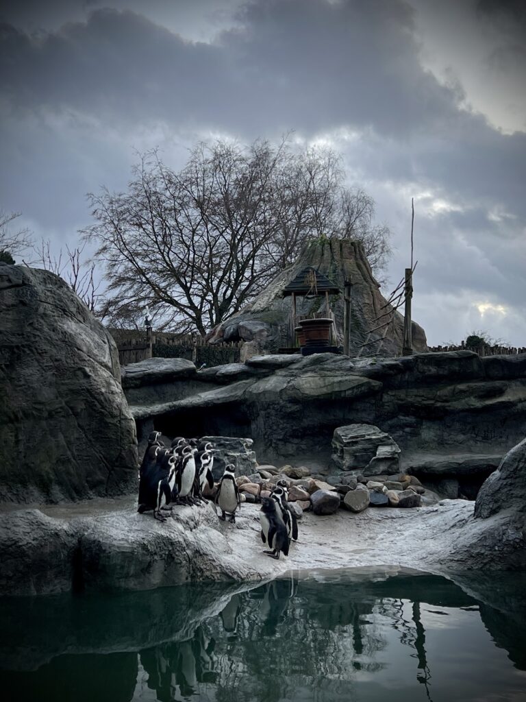 Penguins in a zoo surrounded by rocks and water.