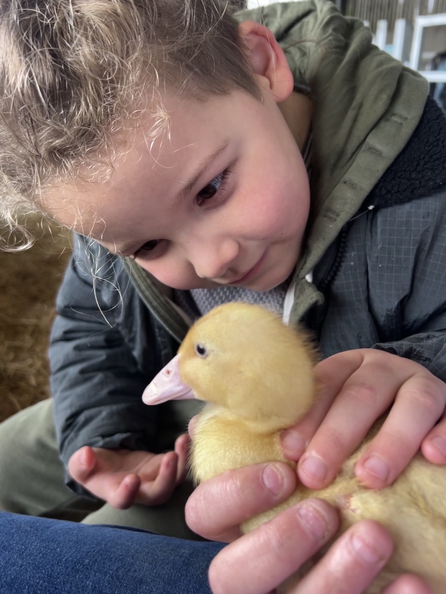 A child gently holding a small duckling.
