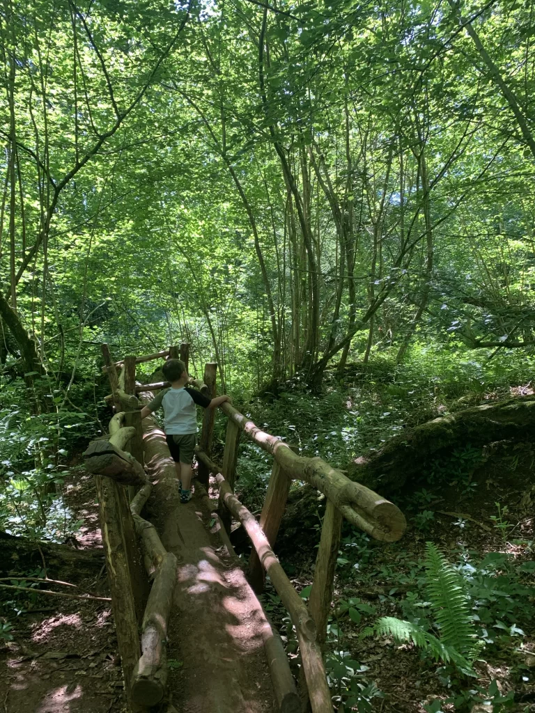 Child walking on a wooden bridge surrounded by lush green forest.