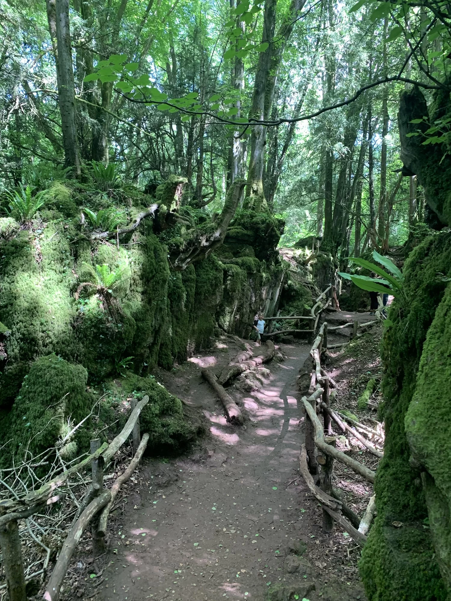 A winding dirt path with wooden railings runs through a lush, moss-covered forest. Sunlight filters through the dense canopy above.