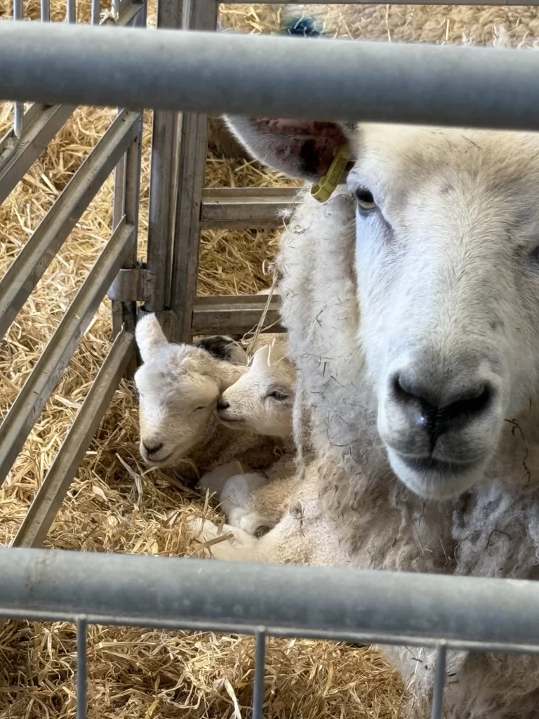 A ewe stands in a pen with two lambs lying on straw bedding beside her.