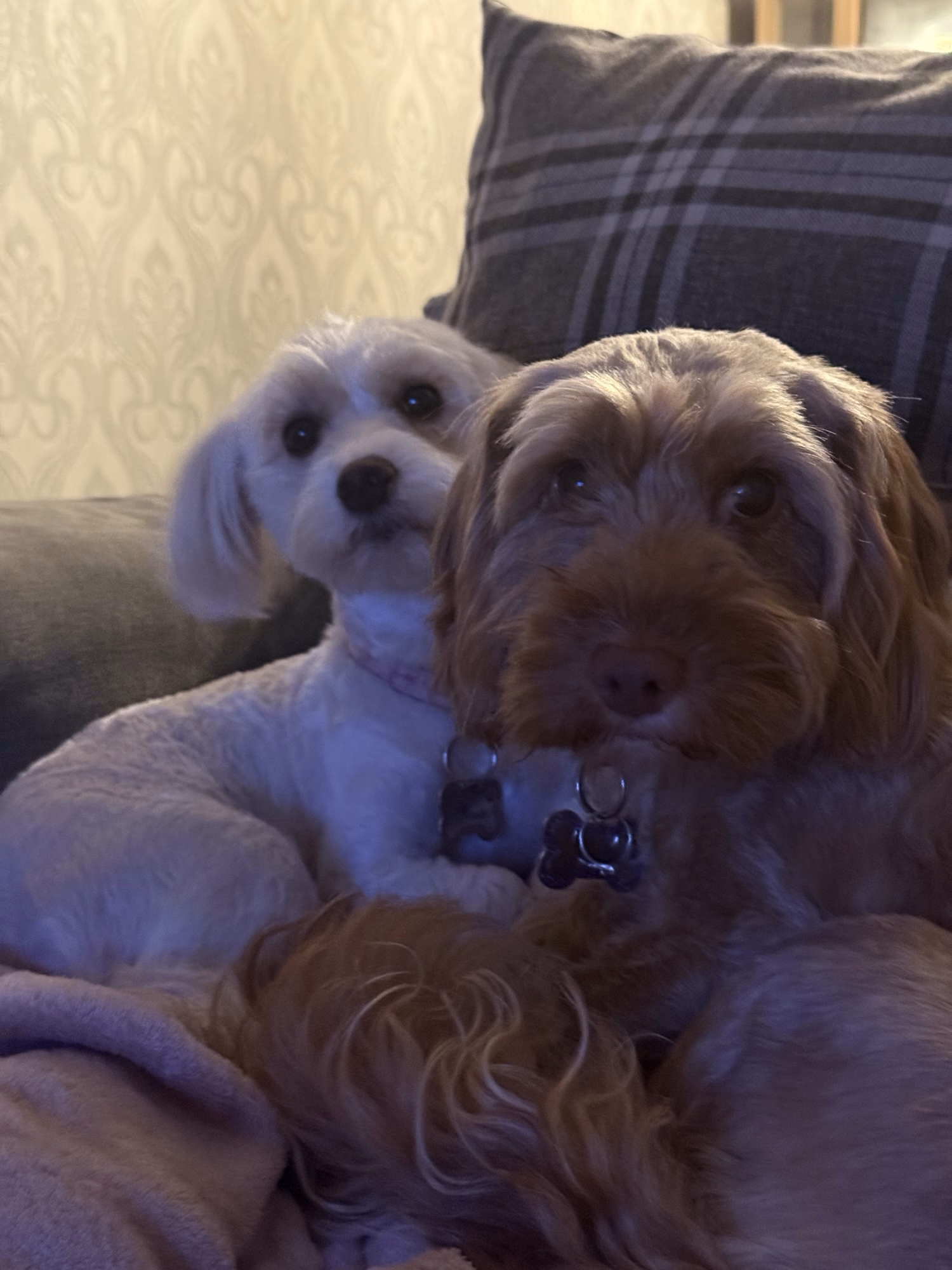 Two small dogs, one white and one brown, sit close together on a sofa in front of a patterned wall and checked cushion.