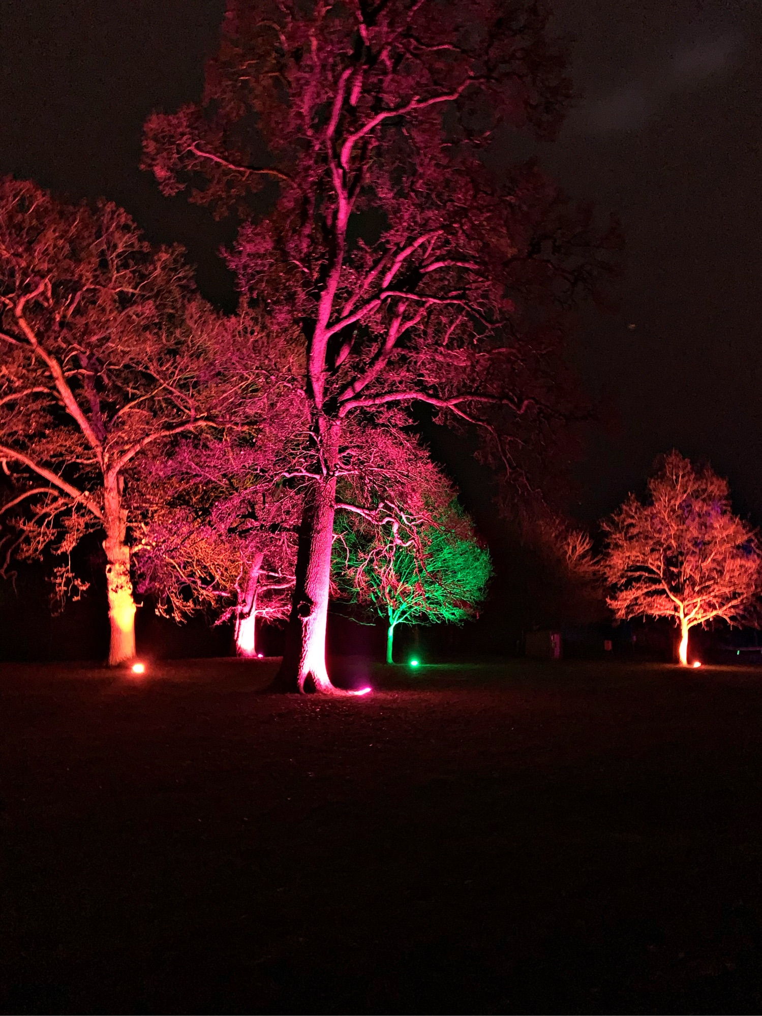Trees glow with pink, orange, and green lights at night, their trunks and branches standing out against the dark sky.