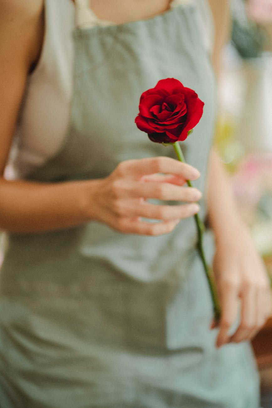 Someone in a grey apron is holding a red rose.