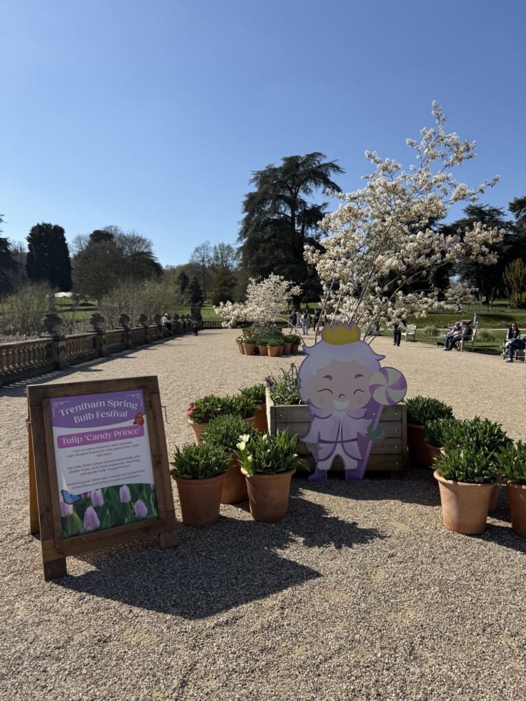 A garden with potted tulips, a festival sign, and a cartoon tulip prince cut-out, with trees and visitors in the background.