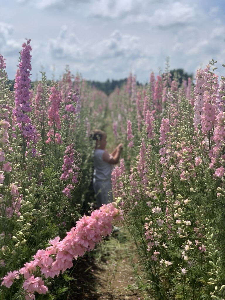 Someone stands in a field of pink and purple flowers under a partly cloudy sky, possibly taking a photo or admiring the scene.