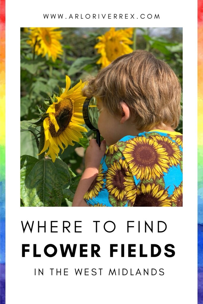 A young child wearing a sunflower shirt looks closely at a sunflower with a magnifying glass in a flower field.