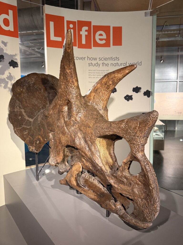 A Triceratops skull is shown on display in a museum, with educational panels visible behind it.